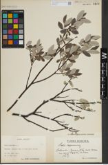 Foto von Salix lapponum L.